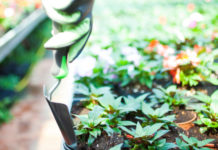 Il semenzaio 505 0 041 Il semenzaio